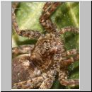 Pardosa amentata - Wolfspinne 06.jpg